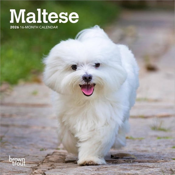 BrownTrout, Maltese 2026 Mini Wall Calendar