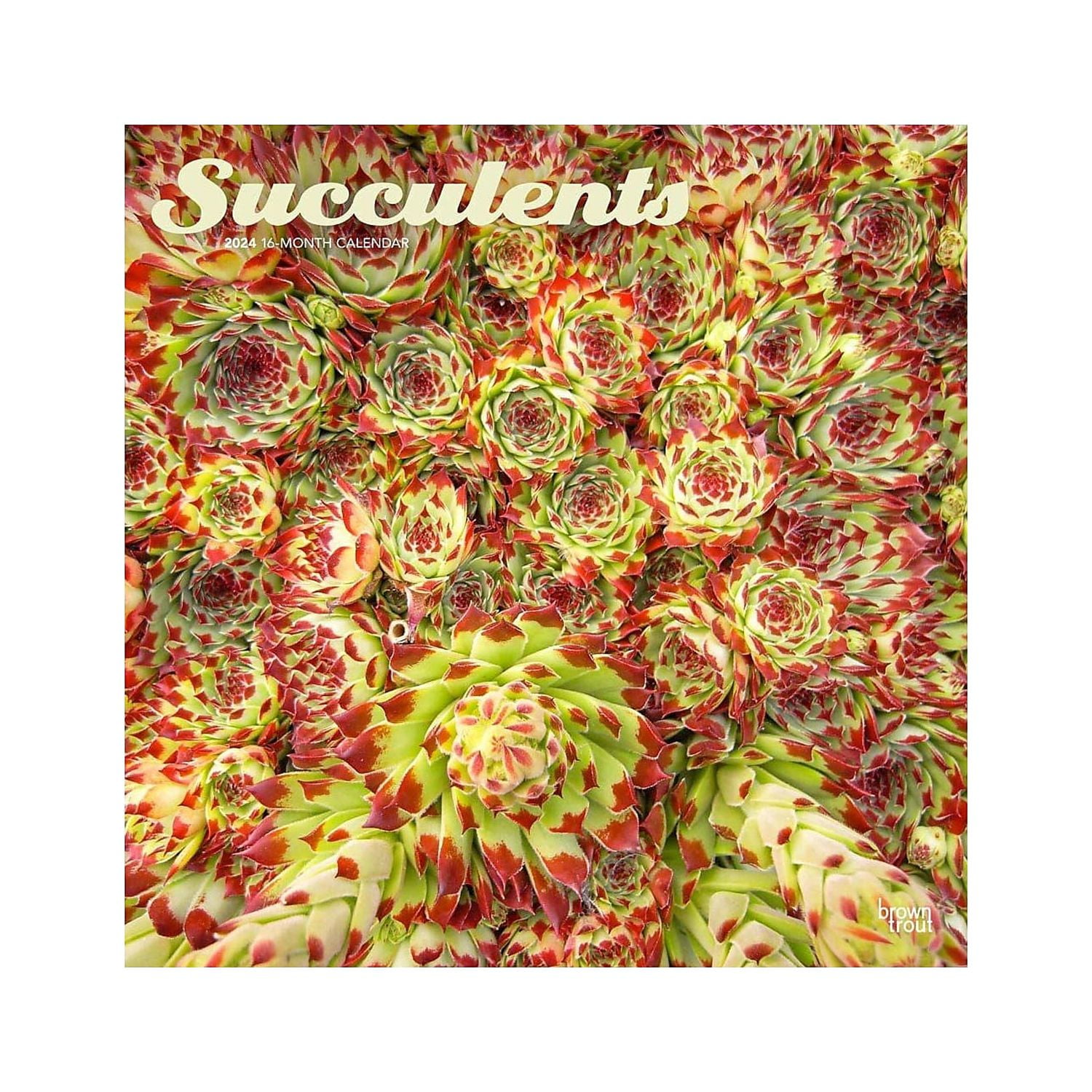 BrownTrout Succulents 2024 Wall Calendar Walmart Com   BrownTrout Succulents 2024 Wall Calendar F1beb1d4 532b 4fef 98bf 1beb9363ddc5.a0bfd18c065635a97799af5f24c9c5e4 