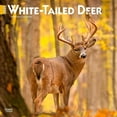 BrownTrout, White Tailed Deer 2025 Wall Calendar