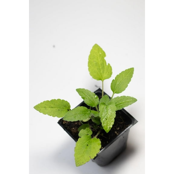 Brown-Eyed Susan (Rudbeckia triloba) Organic Plant in 2.5-inch Pot by Smoke Camp Crafts - West Virginia Grown Native Plant