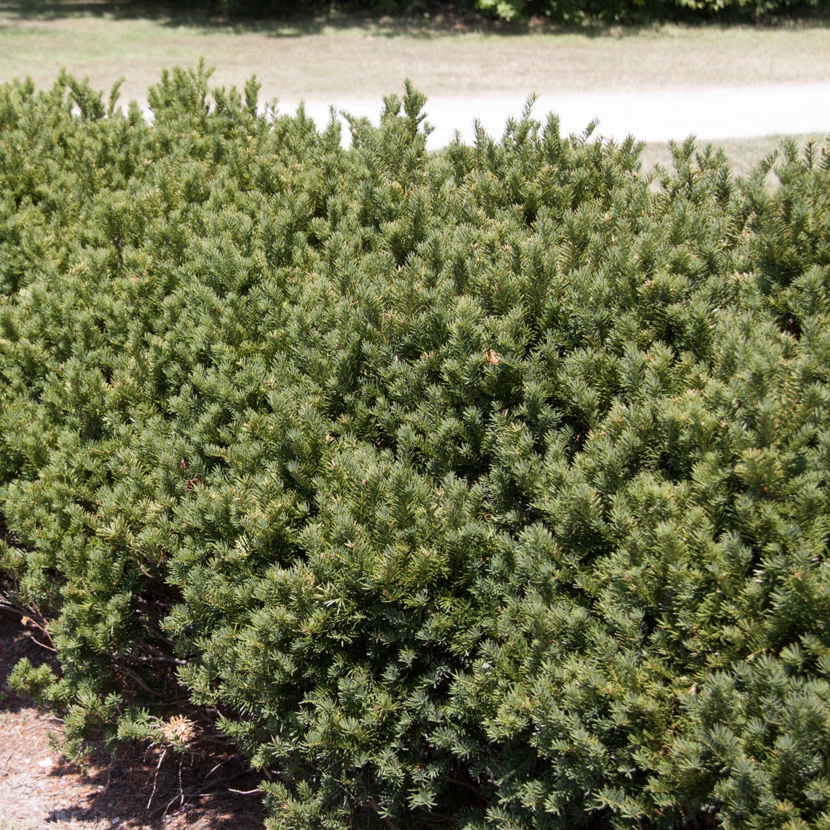 evergreen yew shrubs