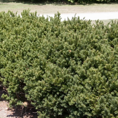 Browni Globe Yew Bareroot Evergreen Shrub, grown in a 2.25 Gallon Pot (1-Pack)