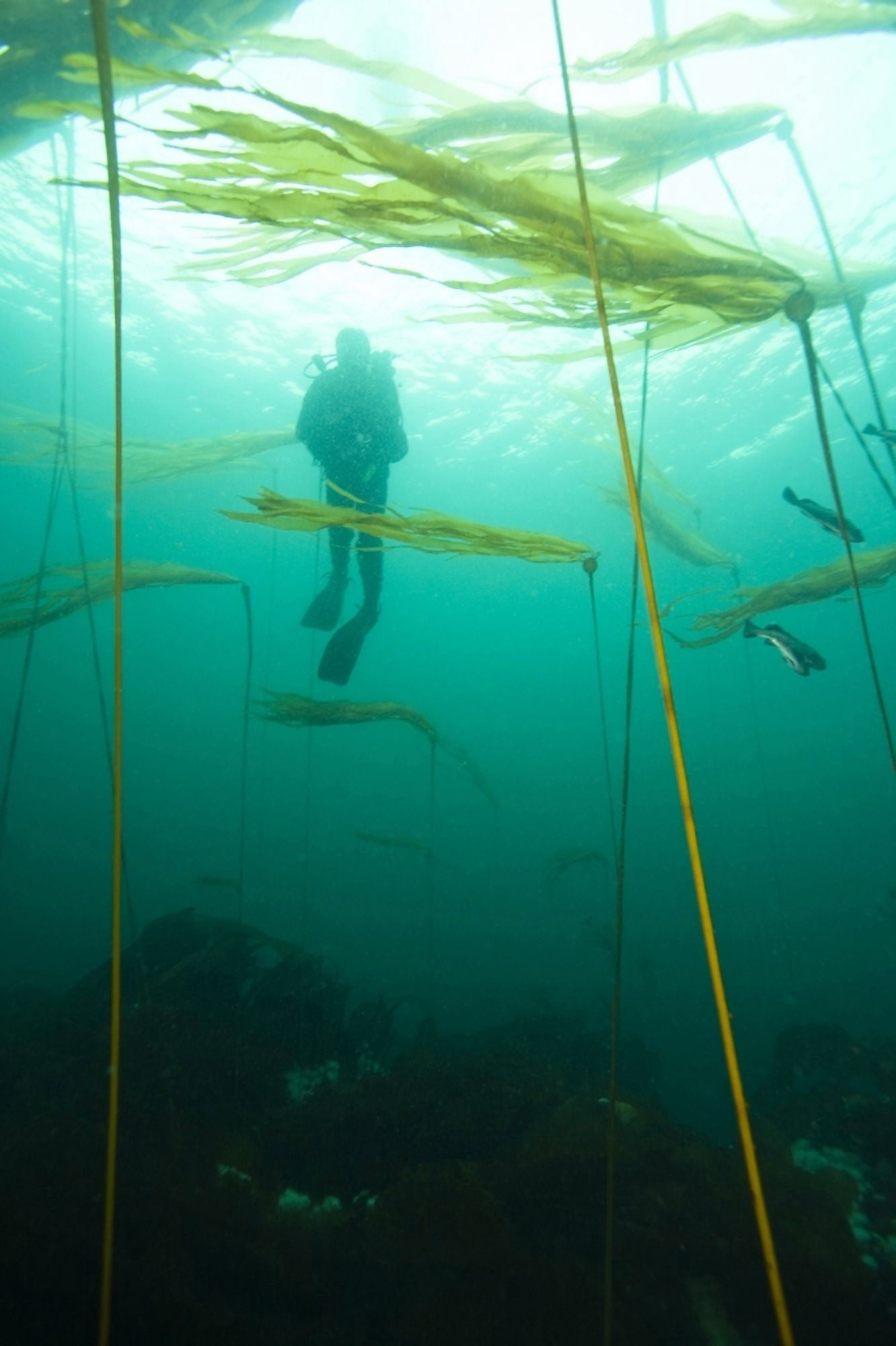 Browning Passage Scuba Diving Northern Vancouver Island British Columbia Canada Canvas Art - Stuart Westmorland Design Pics (22 x 36)
