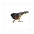 thumbnail image 1 of Bruce Dean 'Songbird Study IV' Canvas Art, 1 of 3