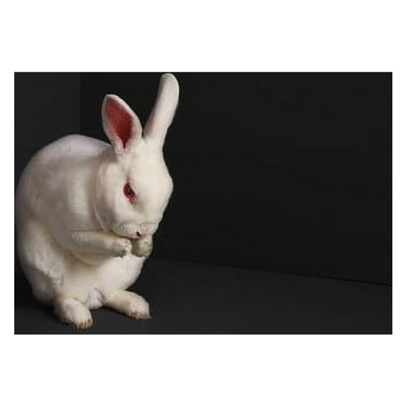 Brume - Rabbits - Music & Performance - Vinyl