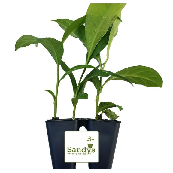 Brunfelsia Yesterday Today Tomorrow, Color Changing Flower, Lot of 2 Starter Plants