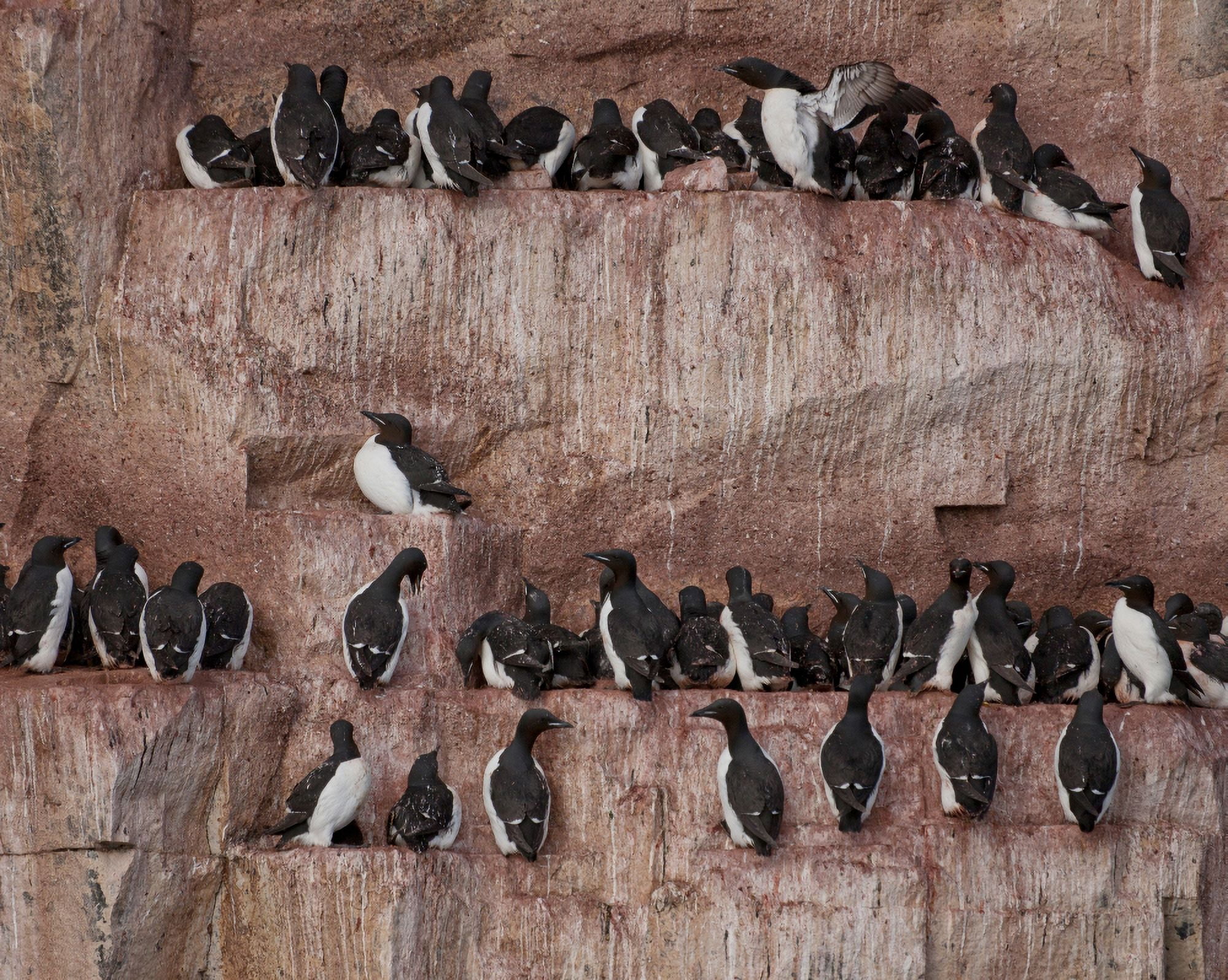 Brunnichs Guillemot (Uria lomvia) on Alkefjellet bird cliffs Spitsbergen Island Svalbard Norway Canvas Art - Panoramic Images (22 x 27)