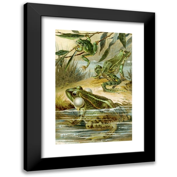 Bruno Dürigen 11x14 Black Modern Framed Museum Art Print Titled - Rana Esculenta, Rana Esculenta Ridibunda, Hyla Arborea (1897)