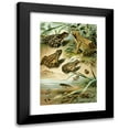 thumbnail image 1 of Bruno Dürigen 17x24 Black Modern Framed Museum Art Print Titled - Pelobates Dark, Frog Agilis, Rana Arvalis, Frog Dumb (1897), 1 of 5