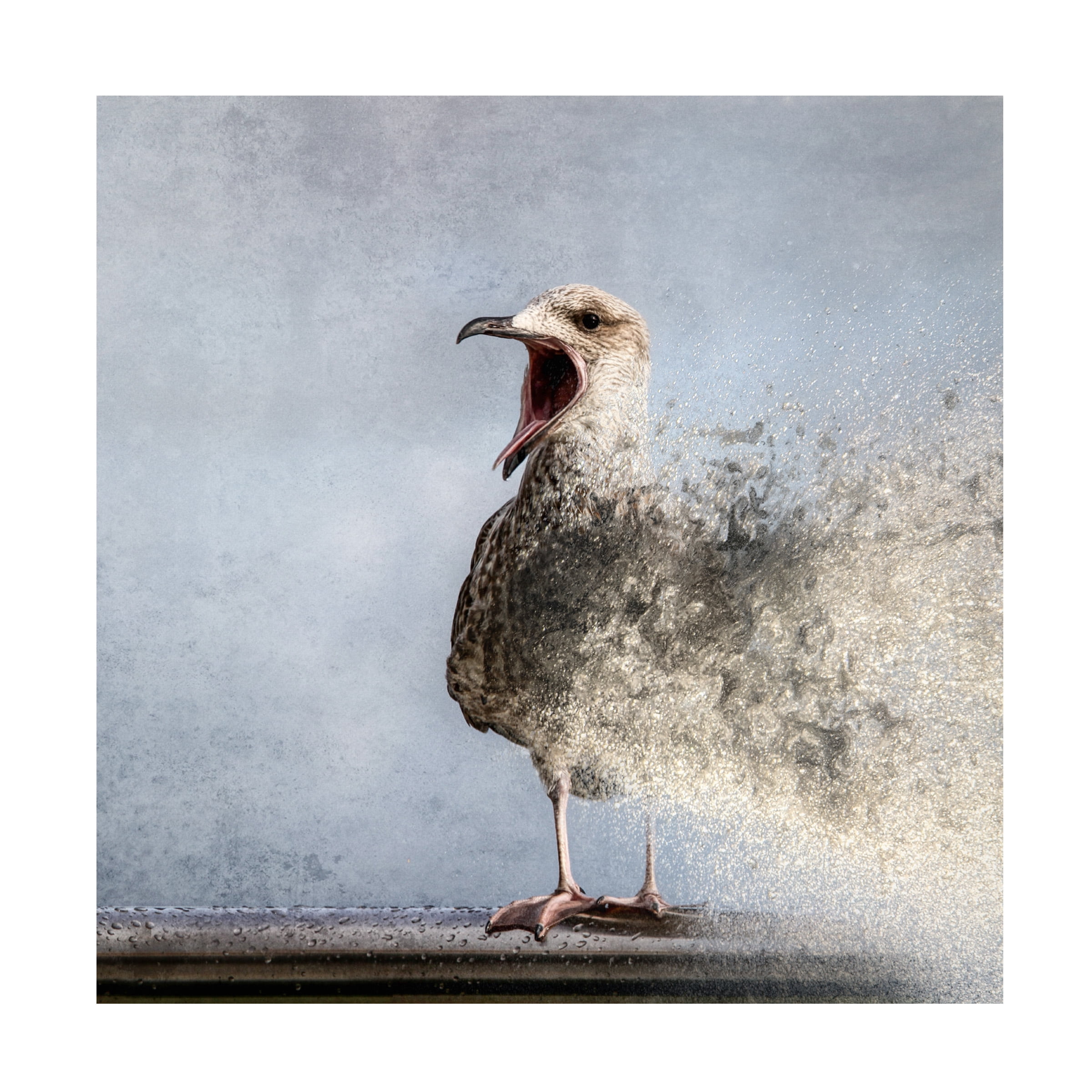 Bruno Flour 'Waterbird' Canvas Art
