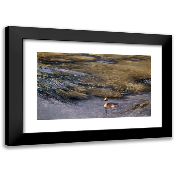 Bruno Liljefors 14x10 Black Modern Framed Museum Art Print Titled - Grebe (1907)
