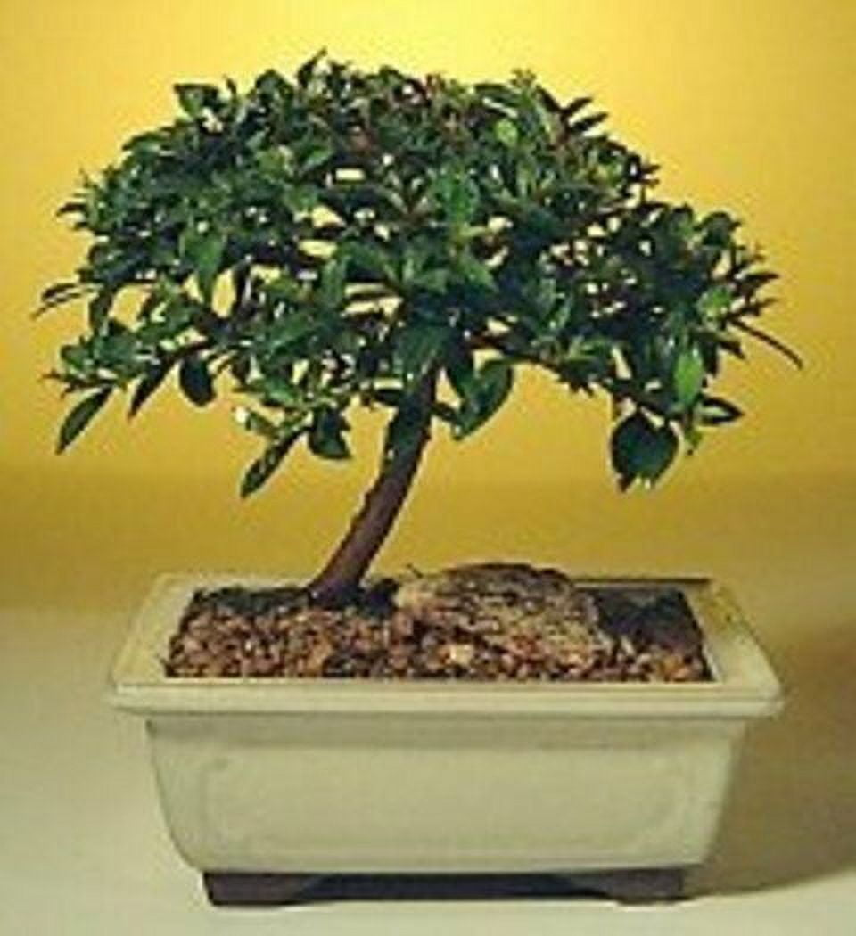 Brush Cherry Bonsai Tree Flowering Indoor 5 years old 67" tall