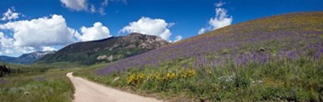 Brush Creek Road and hillside of sunflowers and purple larkspur flowers Colorado USA Canvas Art - Panoramic Images (18 x 6)