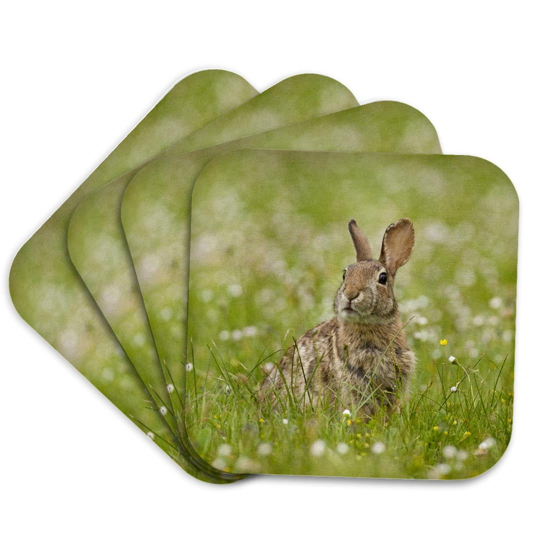 Brush Rabbit, William L. Finley Nwr, Or - Us38 Rbr0050 - Rick A. Brown ...