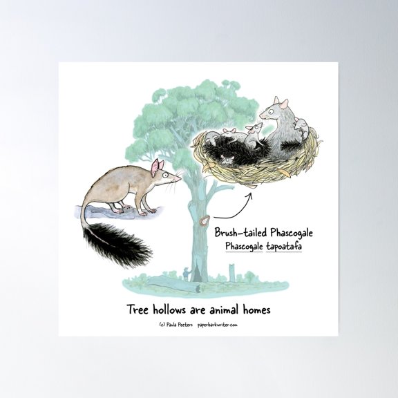 Brush-Tailed Phascogale: Tree Hollows Are Animal Homes Poster Wall Art, Modern Wall Decor, 24x24 UNFRAMED