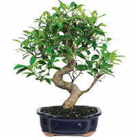 Brussels Bonsai Ficus Bonsai Live Tree Deals