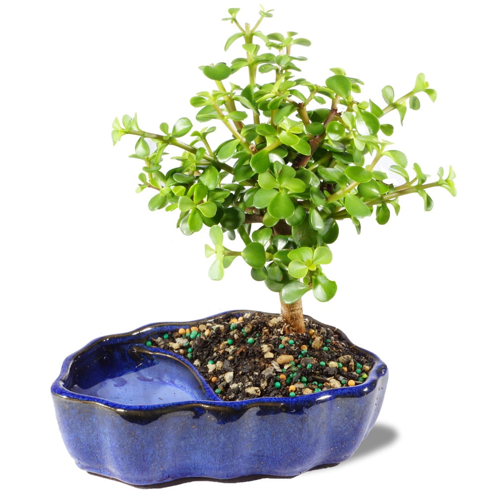 Best Sellers In Indoor Bonsai