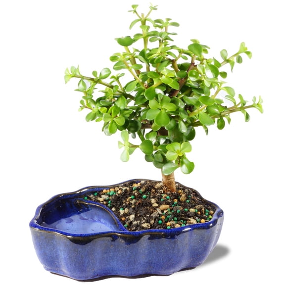 Brussel's Dwarf Jade Bonsai in Zen Reflections Pot