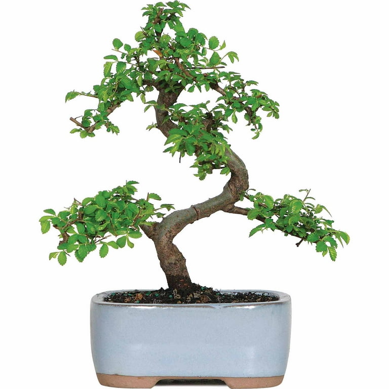 Brussel's Chinese Elm Bonsai - Small - (Outdoor) Brussel's Chinese Elm Bonsai - Small - (Outdoor)