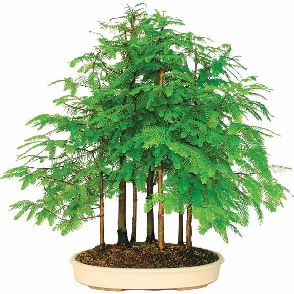Brussel's Dawn Redwood Grove Bonsai - X Large - (Outdoor)