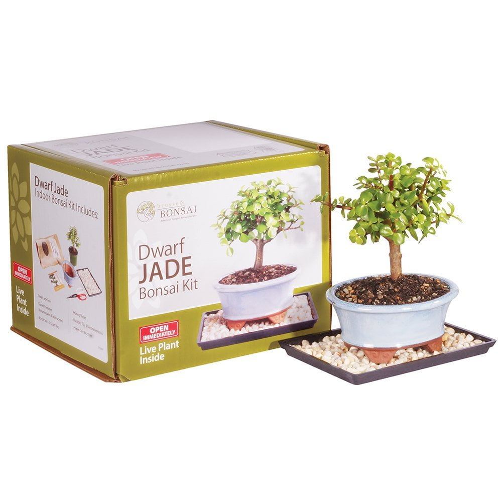 Dwarf Jade Bonsai Tree DIY Kit. Perfect Indoor Bonsai For Beginners,  Including Children.