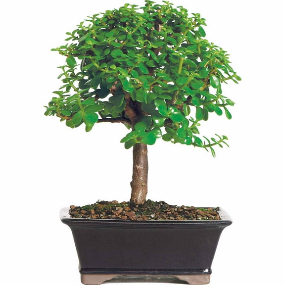 Brussel's Dwarf Jade Bonsai - Medium - (Indoor)