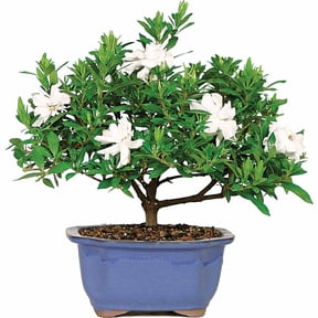 Brussel's Gardenia Bonsai - Medium - (Outdoor)