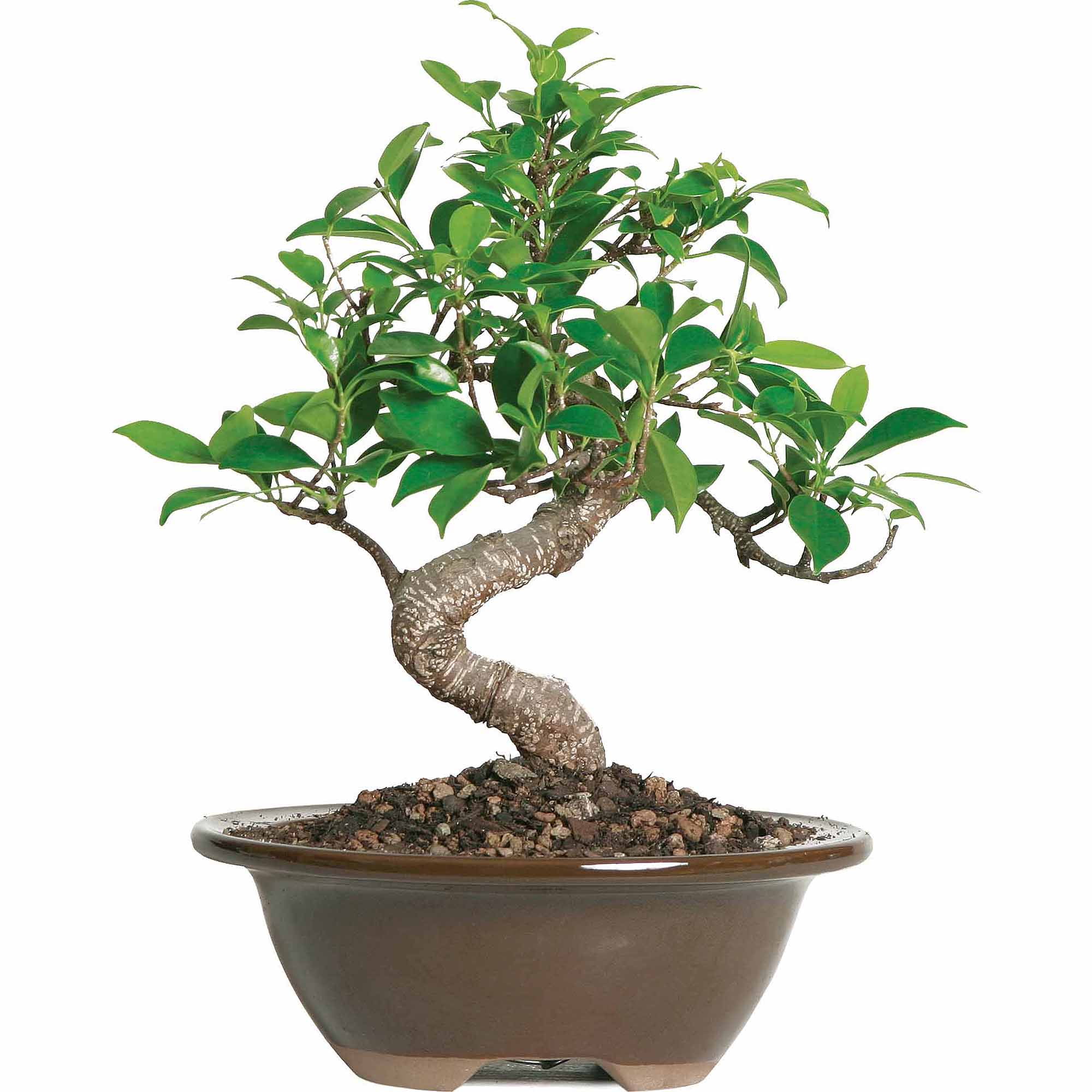 Bonsai Trees Near You & Online at Walmart - Walmart.com