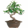 thumbnail image 1 of Brussel's Golden Gate Ficus Bonsai - Small - (Indoor), 1 of 5