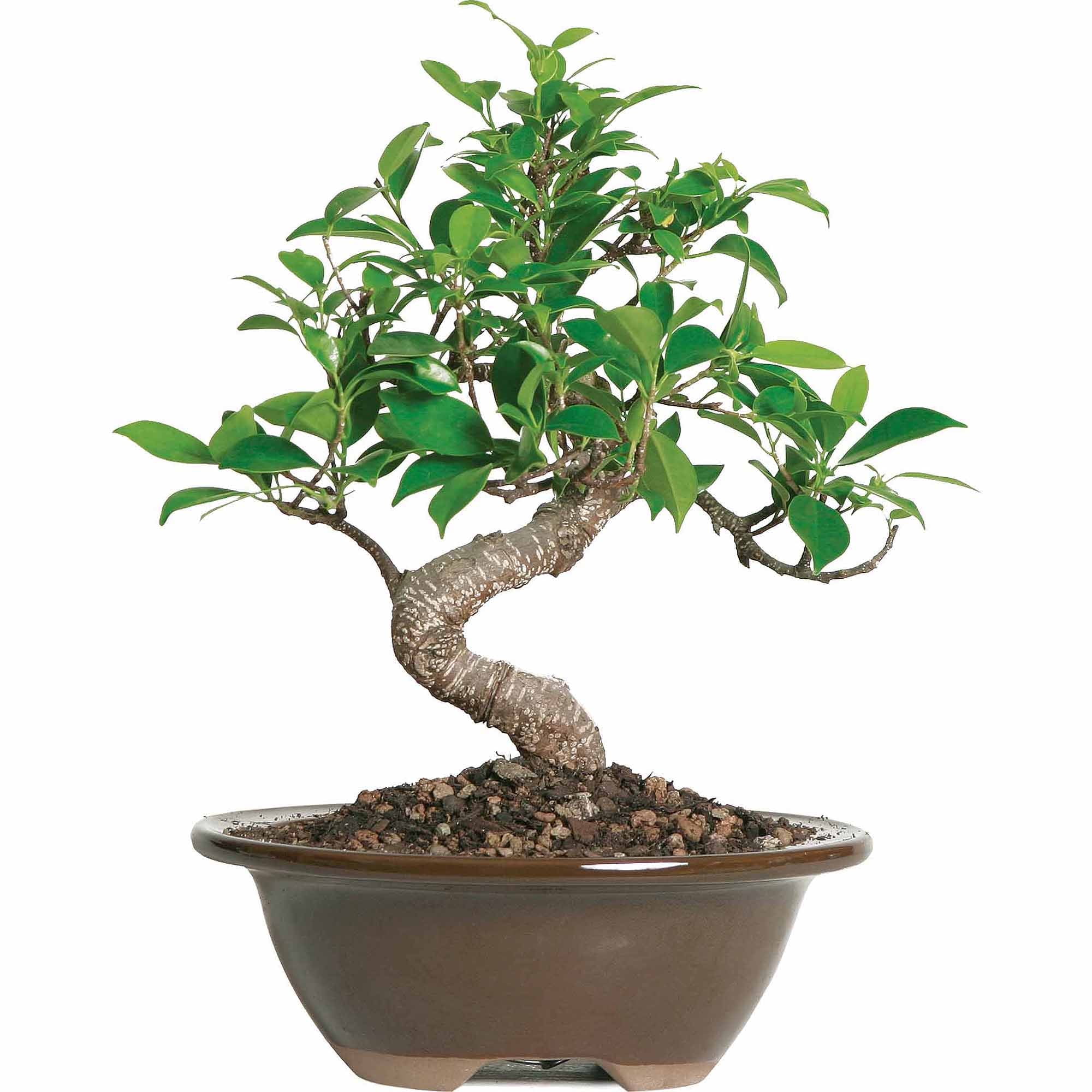 BRUSSEL'S BONSAI Brussel's Golden Gate Ficus Bonsai - Small - (Indoor)