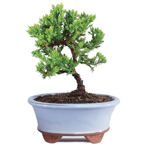 Brussel's Green Mound Juniper Bonsai - Small - (Outdoor) Not Sold in California