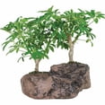 thumbnail image 1 of Brussel's Hawaiian Umbrella Bonsai Tree In Rock Pot, 1 of 3