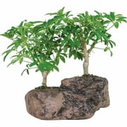 brussel's hawaiian umbrella bonsai tree in rock pot