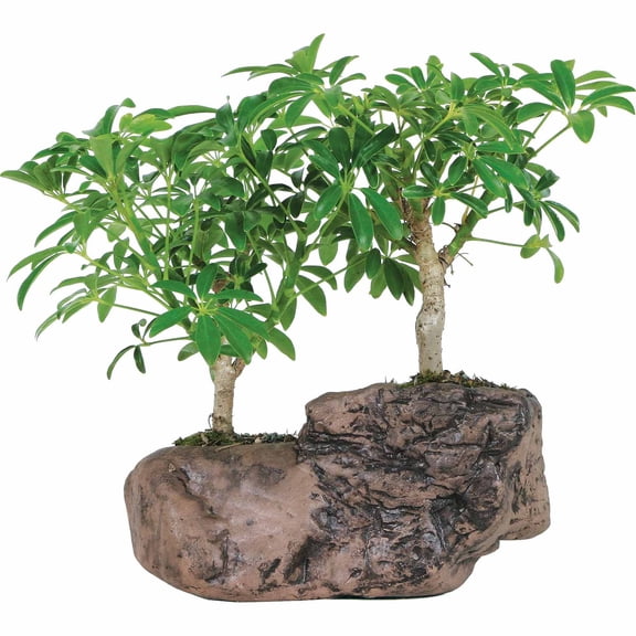 brussel's hawaiian umbrella bonsai tree in rock pot