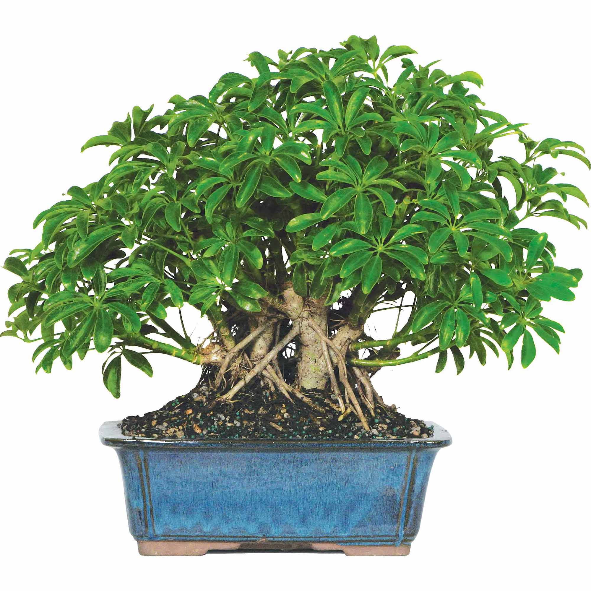 Evergreen Indoor Hawaiian Umbrella Bonsai Tree in Decorative Pot