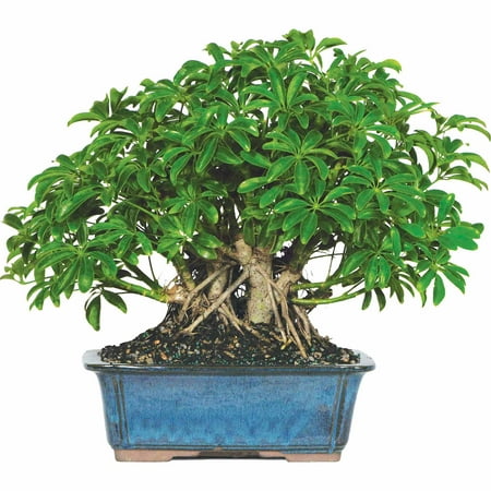 Brussel's Hawaiian Umbrella Bonsai - X Large - (Indoor)