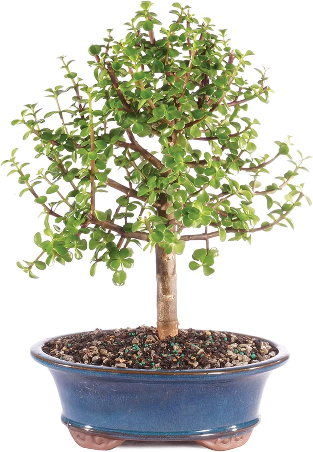 Brussel's Live Dwarf Jade Indoor Bonsai Tree 5 Years Old; 8" to 12" Tall with Decorative