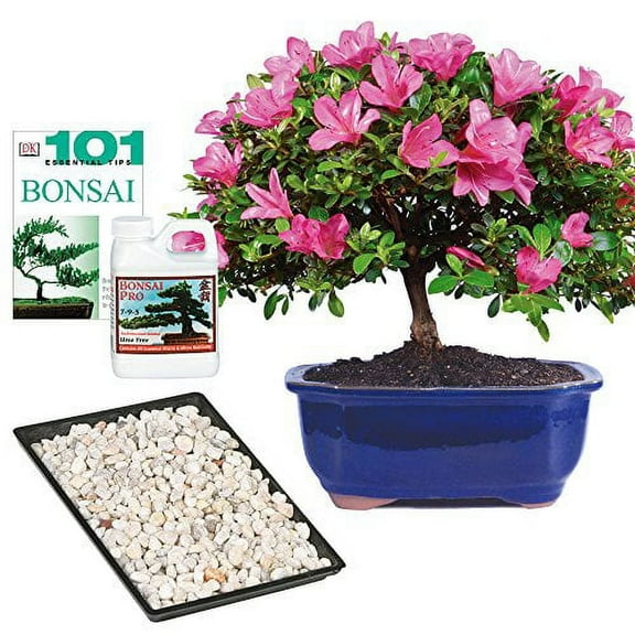 Brussel's Live Satsuki Azalea Outdoor Bonsai Tree - Complete Gift Set - 5 Years Old; 6" to 8" Tall with Decorative Container, Humidity Tray, Deco Rock, Bonsai Pro Fertilizer & Book