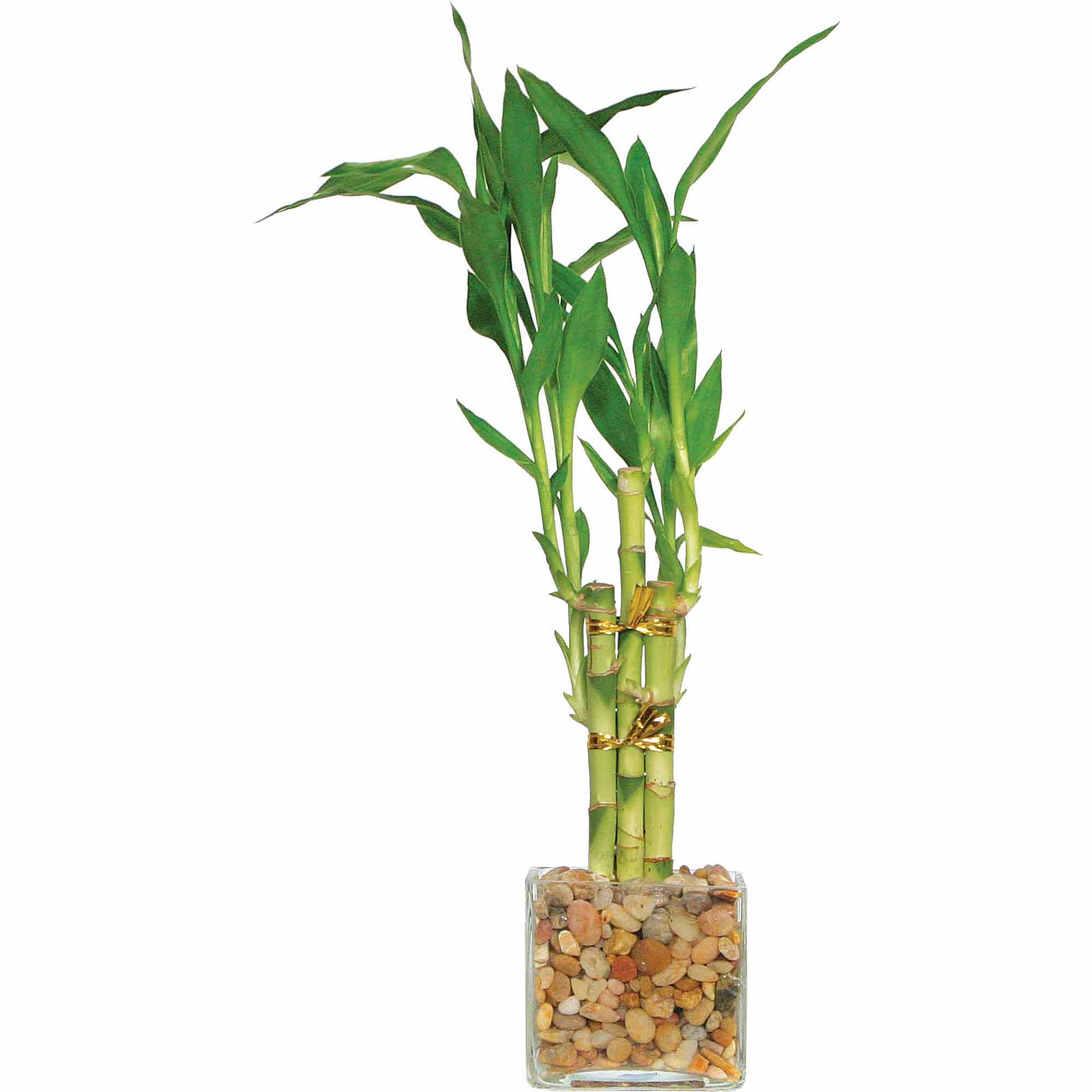Brussel's Lucky Bamboo 5 Stalk Straight - Small - (Indoor) - image 1 of 3