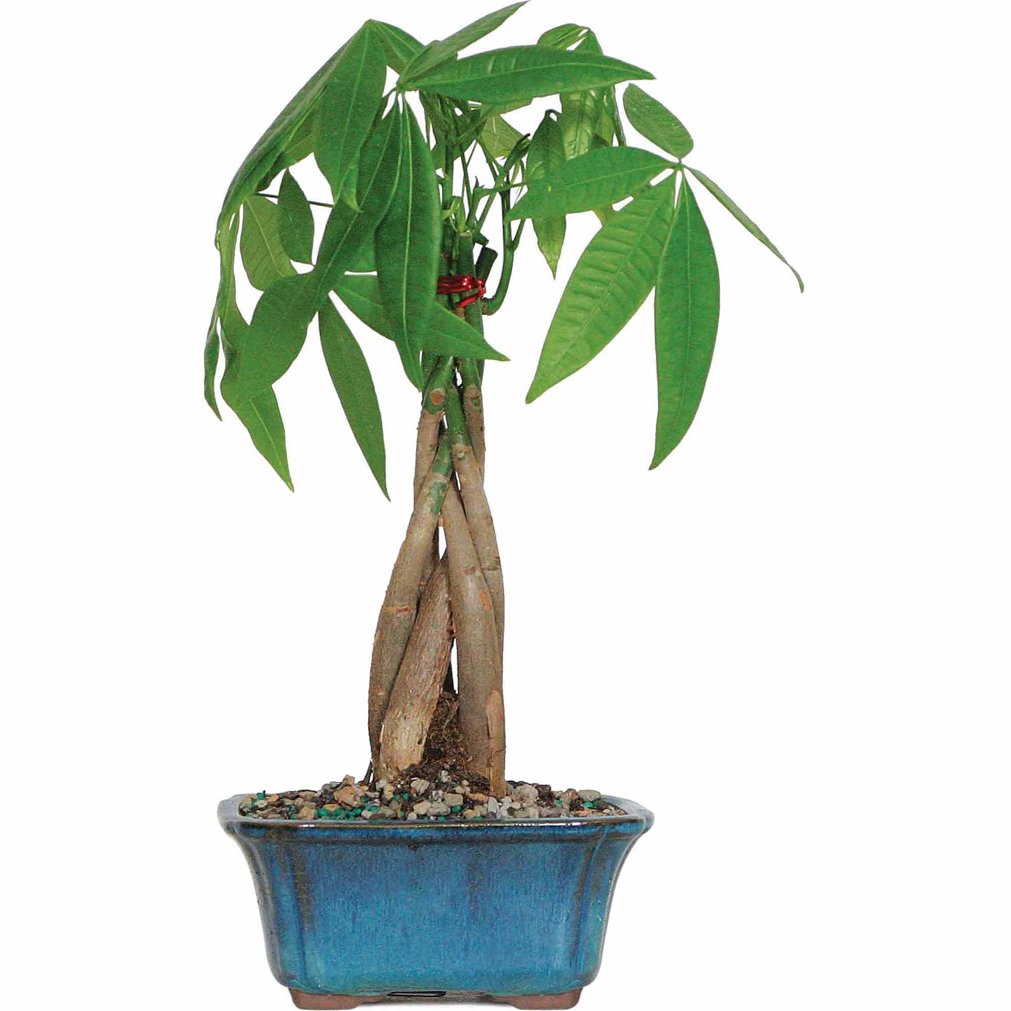 Braided Money Tree Indoor Bonsai in Blue Ceramic Pot