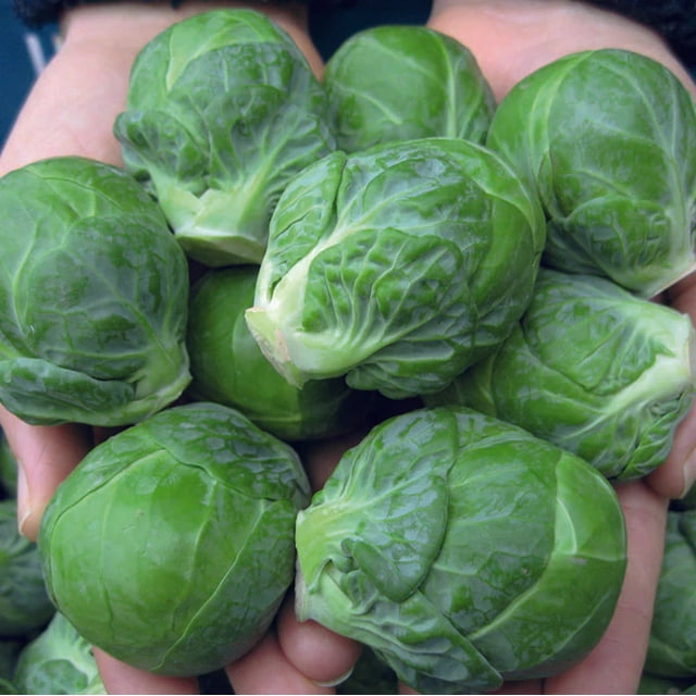 Brussels Seeds Sprouts Marte Variety Brussels Seeds NonGMO 50