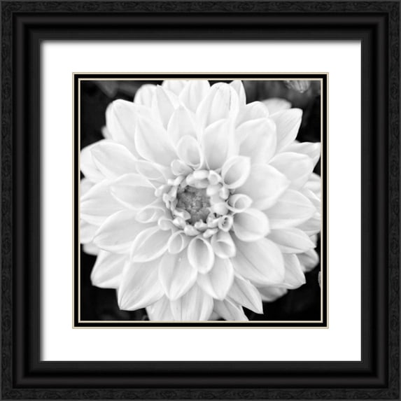 Bryant, Susan 20x20 Black Ornate Wood Framed with Double Matting Museum Art Print Titled - Black and White Gerber I