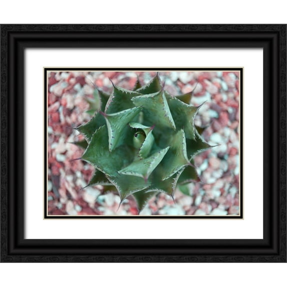 Bryant, Susan 24x19 Black Ornate Wood Framed with Double Matting Museum Art Print Titled - Agave Shot