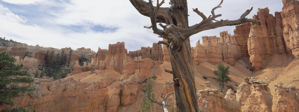 Bryce Canyon Utah Usa Canvas Art - Toby Adamson Design Pics (44 x 16)