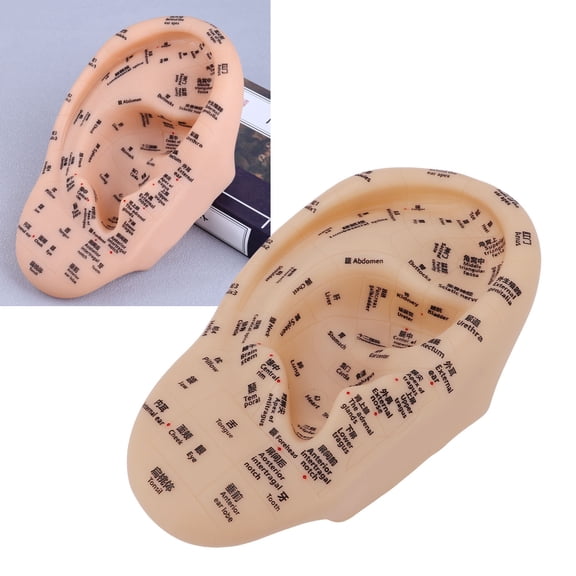 Brynna Ear Zone Massage Model Massage Ear Acupuncture Point Model Ear Zone Massage Model Laboratory Supplies for Acupoints Pressure Point Learning 30x17cm