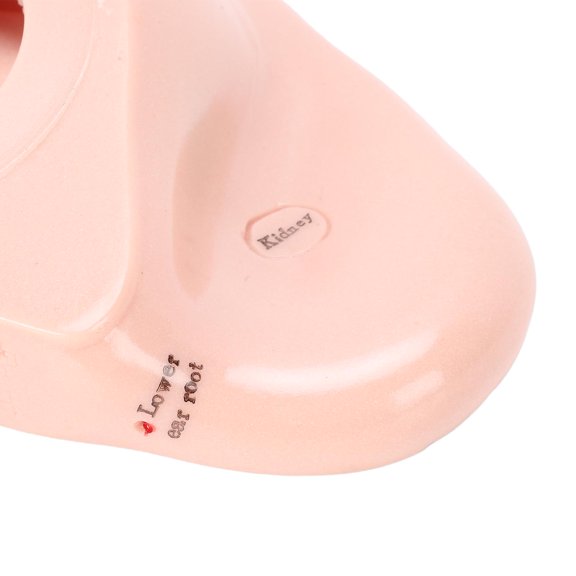 Brynna Ear Zone Massage Model Model 17cm Acupuncture Points Ear Massage Model Ear Zone Massage Model Laboratory Supplies for Teaching Reflexology