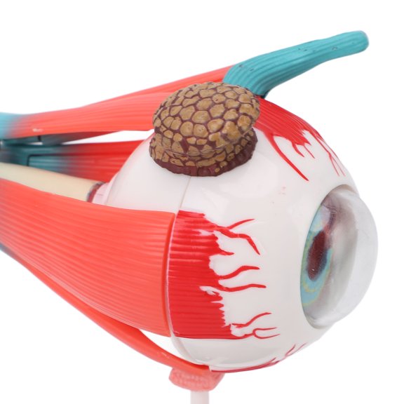 Brynna Human Eye Anatomical Model Eye Anatomy Model, Eye Model 16 Detachable Parts Science Kit for Teaching