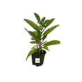 thumbnail image 1 of Bryophyllum pinnatum Wonder of The World, Life Plant, Miracle Leaf, Medicinal Plant, Cathedral Bells, and Goethe Plant 4 inch pot, 1 of 4