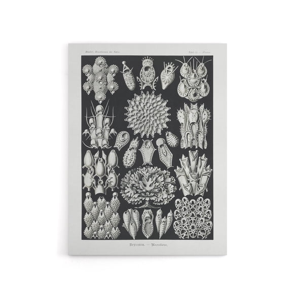 Bryozoa Aquatic invertebrates Haeckel Botanical Canvas Wall Art 12X16"