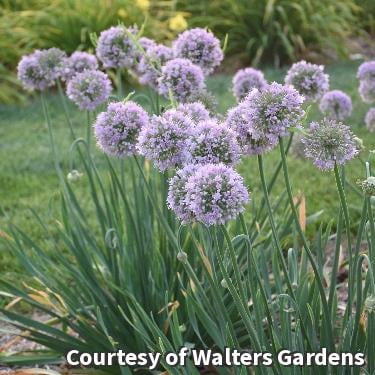 Bubble Bath Ornamental Onion - 1 Gallon Perennial